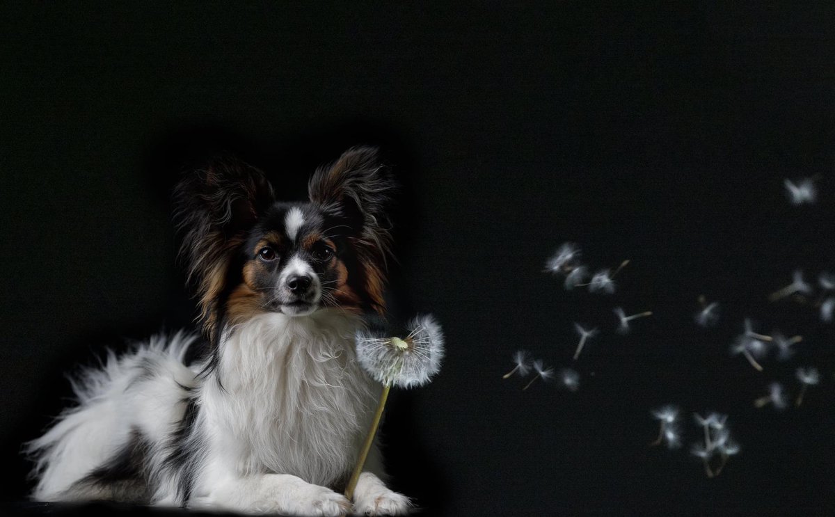 dogcases's tweet image. Mag ik nou ook een wens doen?