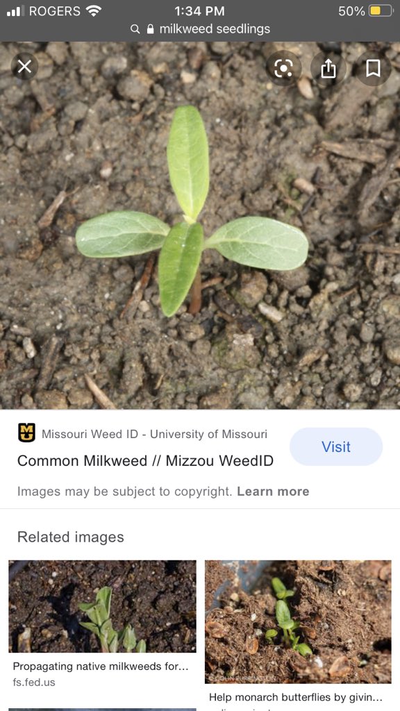 annahirtle's tweet photo. @FarmgirlNicoleS Kinda looks like milkweed? https://t.co/PDWrz7Iy8p
