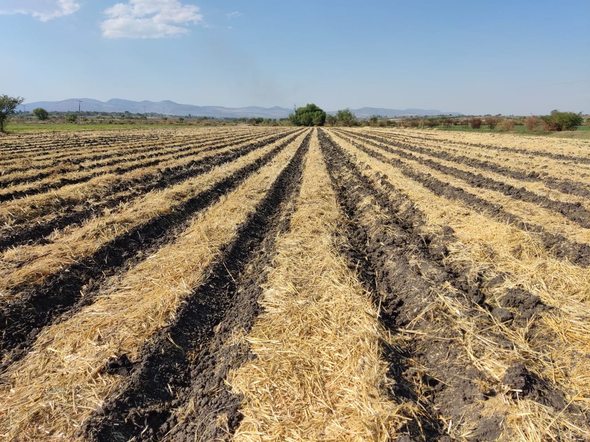 MasAgroGto's tweet photo. 🌽 🚜 Sembramos el ciclo 11 de la plataforma de investigación #MasAgroGuanajuato en Pénjamo. Ésta ofrece soporte científico y técnico a las estrategias #NoQuema, #RetoRastrojo y #RedDeCultivosDeServicioParaGuanajuato. También opera como central de maquinaria para los productores. https://t.co/d38p9D9KWG