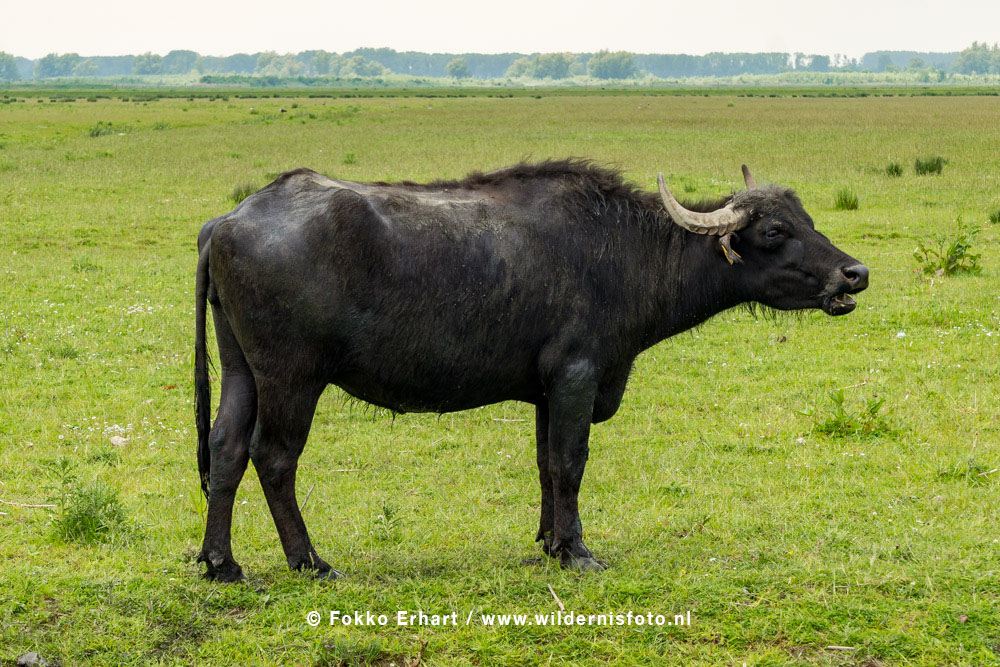 FokkoErhart's tweet photo. #Buffels #Noordwaard deden vandaag hun naam eer aan 😉 https://t.co/7VMhSdA3Oh