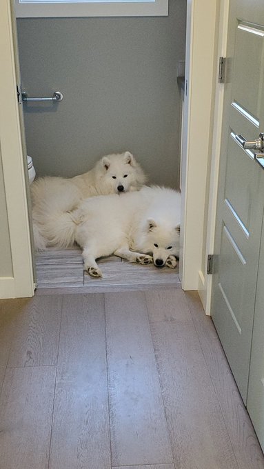 2 pic. Found them hogging the AC vent ? wolves not used to 36 C weather ? https://t.co/PQp0E3dwEd