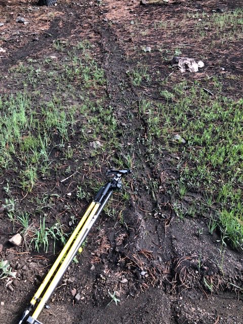 I think I saw a Christoph Langhans-style hillslope debris flow track yesterday, with tiny levees. ⁦@asinbar⁩ ⁦@drgarysheridan⁩ see bi-pod for scale. #calwood #minorerosion