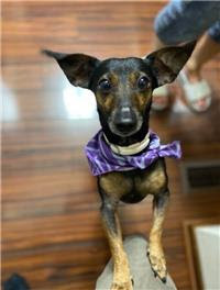 LostDogsIL's tweet photo. #Lost #Elgin #IL (Colorado Avenue) Cocoa - Female - Rat Terrier / Dachshund-Miniature Mix - Black/Brown/Tan. Phone: (630) 965-3954 if seen or found. Shy/timid/fearful. Please do not call or chase Cocoa; may cause Cocoa to bolt or run in fear. #KaneCo. 60123. Missing 05-31-20… https://t.co/aZpzGiJ2zK