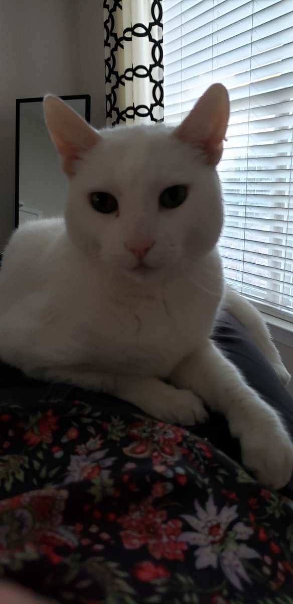 nancy_dobson's tweet photo. Sending a heartfelt thank you to Blue Moon Literary &amp; Art Review for publishing one of my favorite stories I've written, "Lovesleep." Thank you for including my cat on the cover 😁 https://t.co/9Zke6jY5Jd https://t.co/Y1l7ob4ZXL