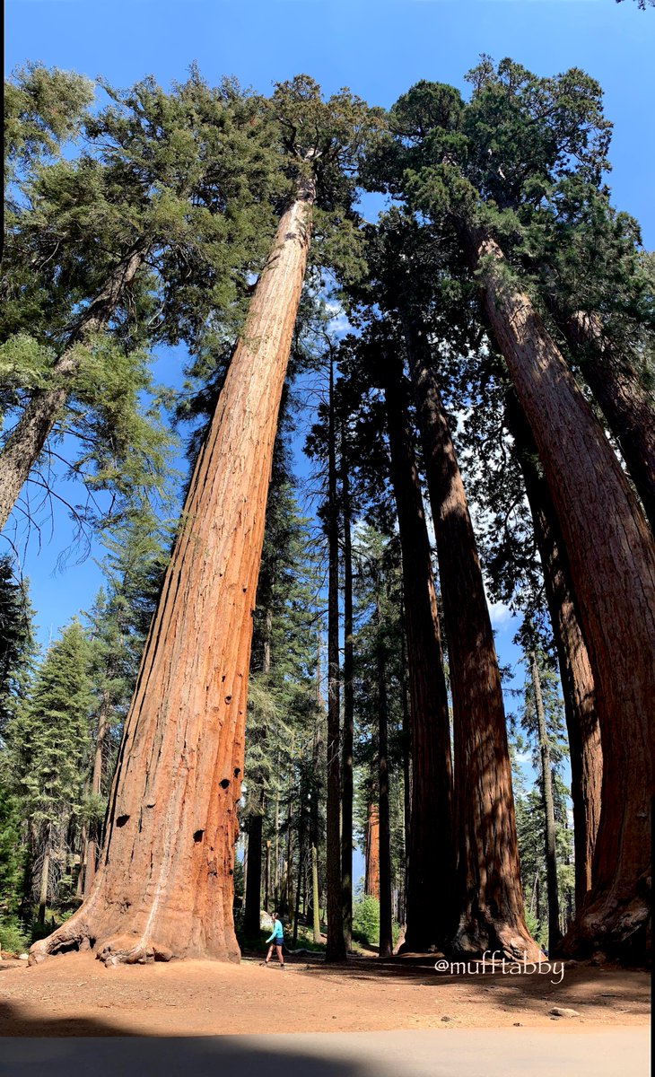 おはようございます。
２日間の旅の写真や動画を整理しながらご紹介させてください。
セコイアの木全体を捉える広角レンズを持っていなくてほとんどがiPhone撮影。
セコイアの木の大きさがわかる写真。
国立公園内には高さ83m、直径10m、周囲34mを超えるセコイアの木々があります。
#SequoiaNP #縦写真