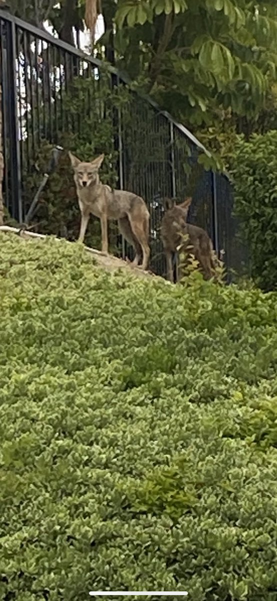 NOW: Coyote sighting Leandry Rd/McGill Rd area #Hillsborough #LaMirada Bring your pets in. It seems a large white cat was a victim. We are withholding photo of the cat.