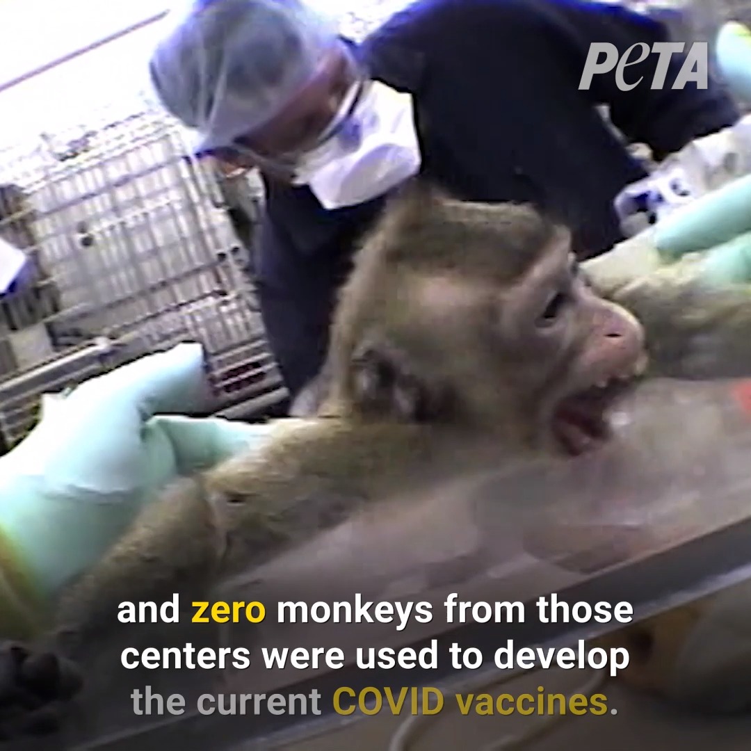 animal testing on monkeys