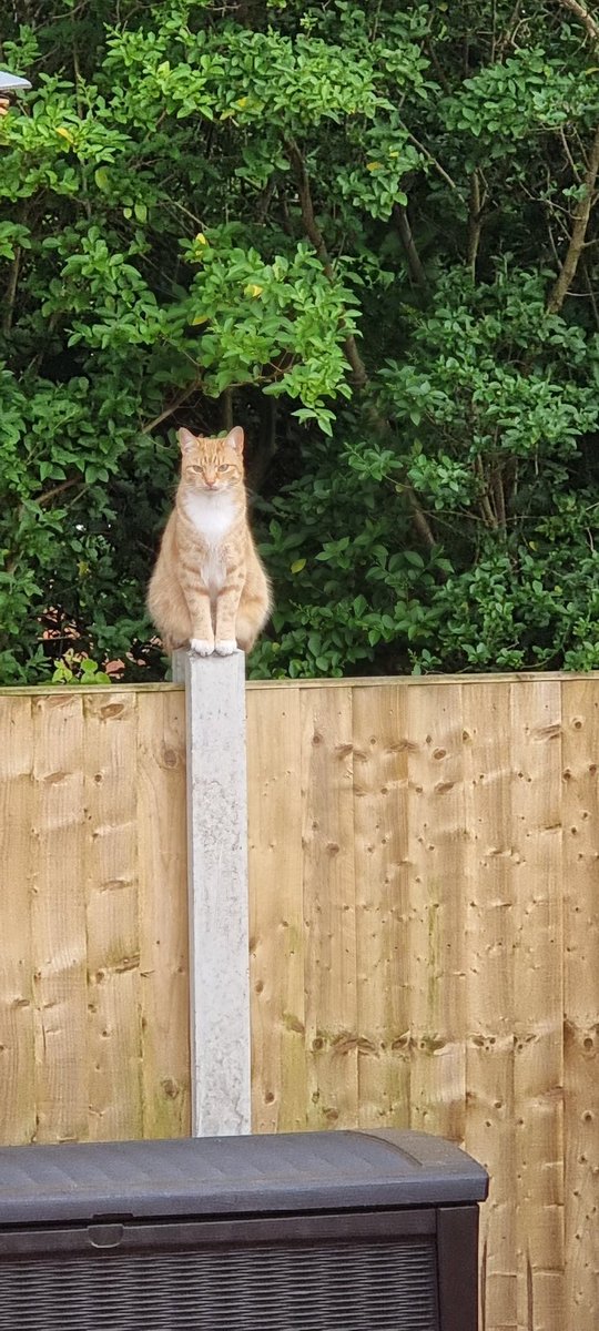 caturday101's tweet photo. waiting for me ! #CatsOfTwitter #Caturday  #catheaven #cats https://t.co/9LuXMW7mqs