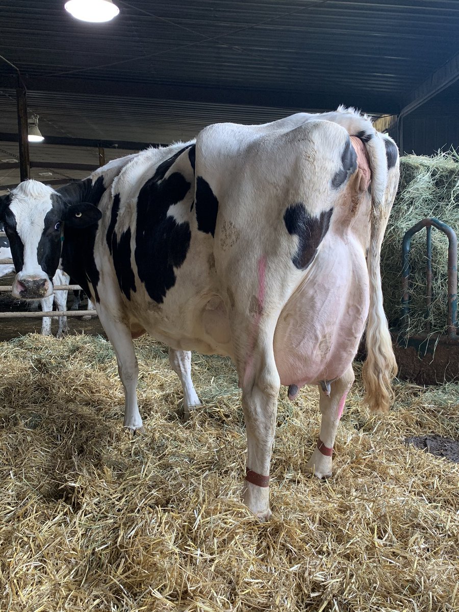 Henk Schrijver (@newmarsdairy) on Twitter photo New Mars Brillion Bittersweet, 88000 kg milk, got her 6th calf at 4am and another E at 11 am <a href="/HolsteinCanada/">Holstein Canada</a> #myfavoritecow New Mars Brillion Bittersweet, 88000 kg milk, got her 6th calf at 4am and another E at 11 am <a href="/HolsteinCanada/">Holstein Canada</a> #myfavoritecow