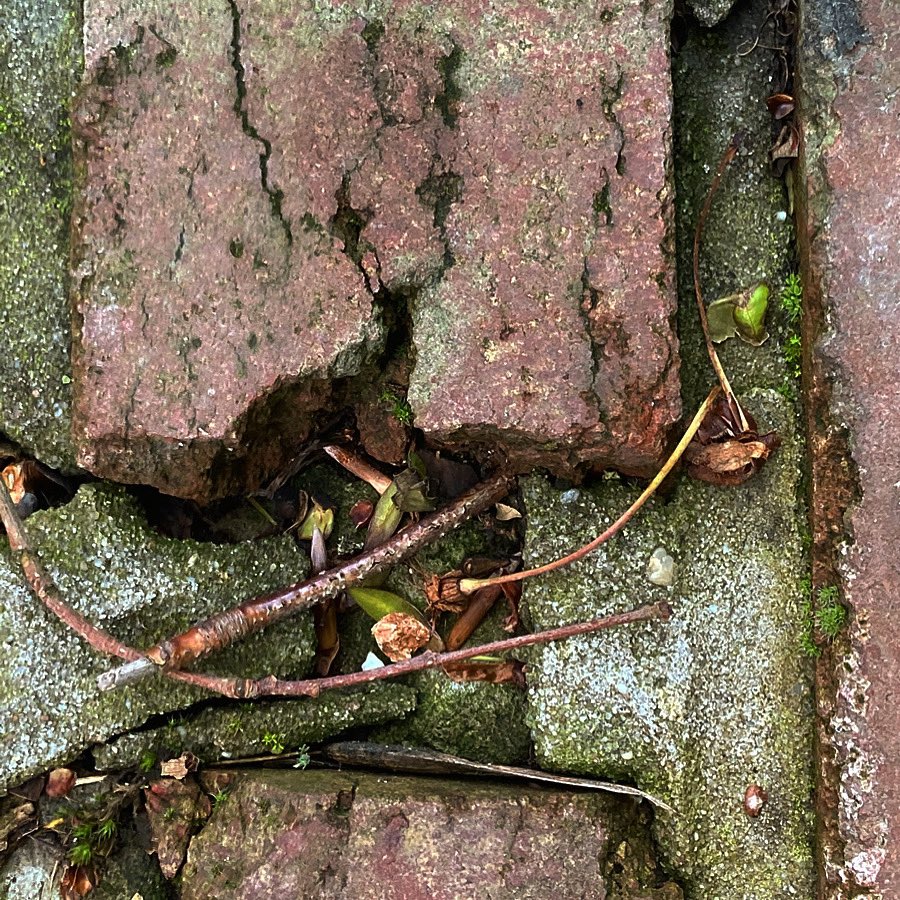 NadiaVanDessel's tweet photo. Between a brick and a hard place.🧱#closetotheground https://t.co/2Omkz8gx3m