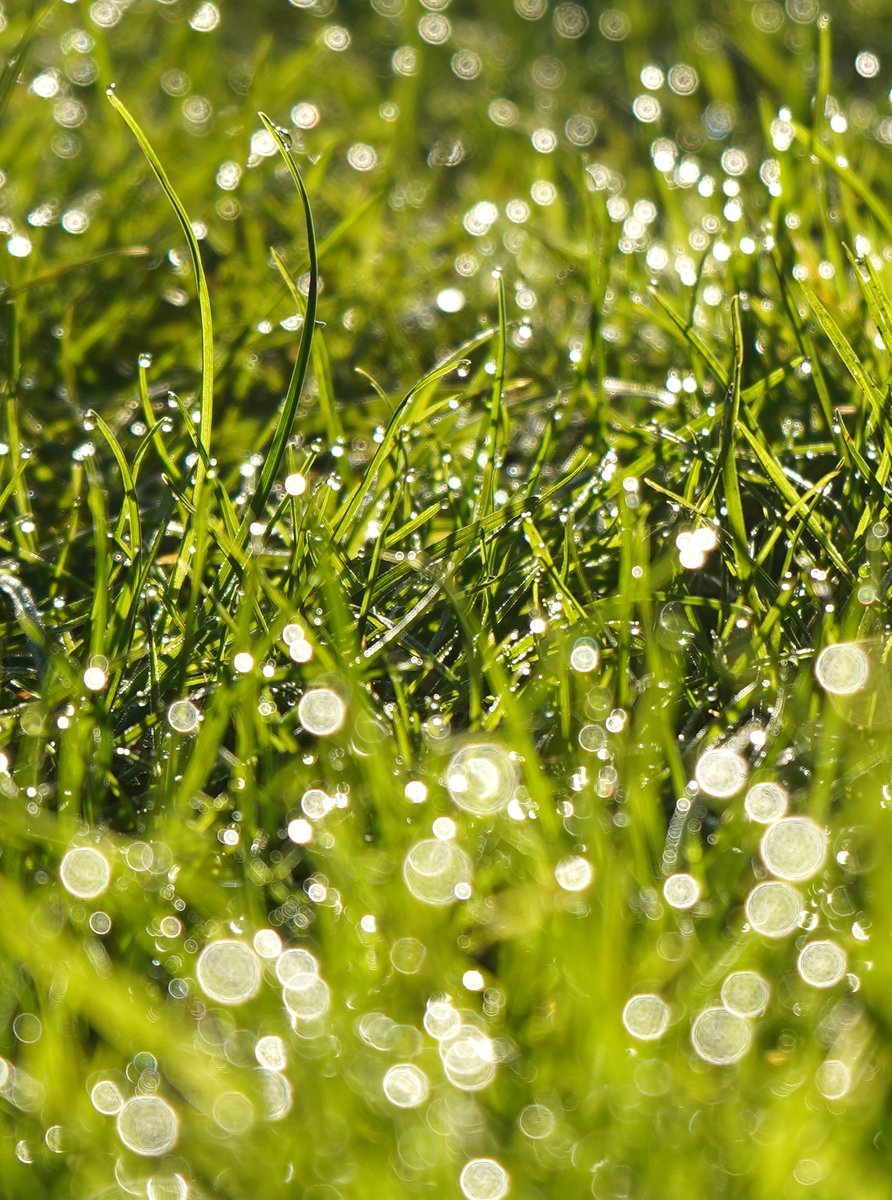 jamesmodesign's tweet photo. Credit #dew to Mother Nature ✨
-
Cool. Wet. Grass. Refreshing, makes me thirsty for a #grass of water. Or grass-ping for a whole #bokeh 🪣💦
-
While #morning the loss of normal life, it #dawned on me, bokeh there’s been hard times, but no point looking for-lawn 😆 https://t.co/50wgTDe9Tw