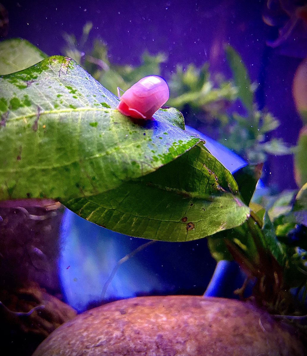 PLNFBlog's tweet photo. Anybody here got Ramshorn Snails?? Just did an Info dump on the Facebook and Insta! Go check it out!

Let’s see your snails! Any and all breeds! https://t.co/db30DHCzbs