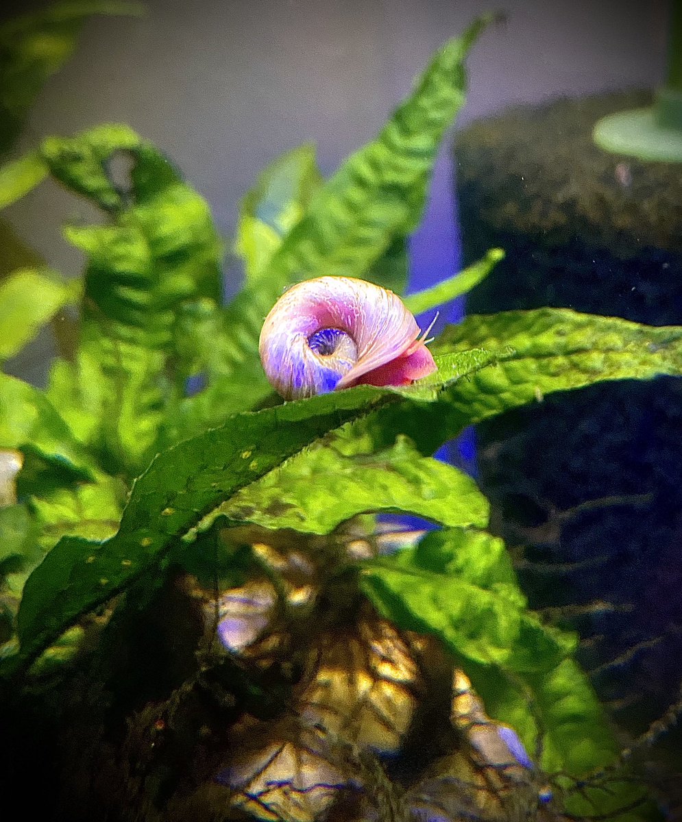 PLNFBlog's tweet photo. Anybody here got Ramshorn Snails?? Just did an Info dump on the Facebook and Insta! Go check it out!

Let’s see your snails! Any and all breeds! https://t.co/db30DHCzbs
