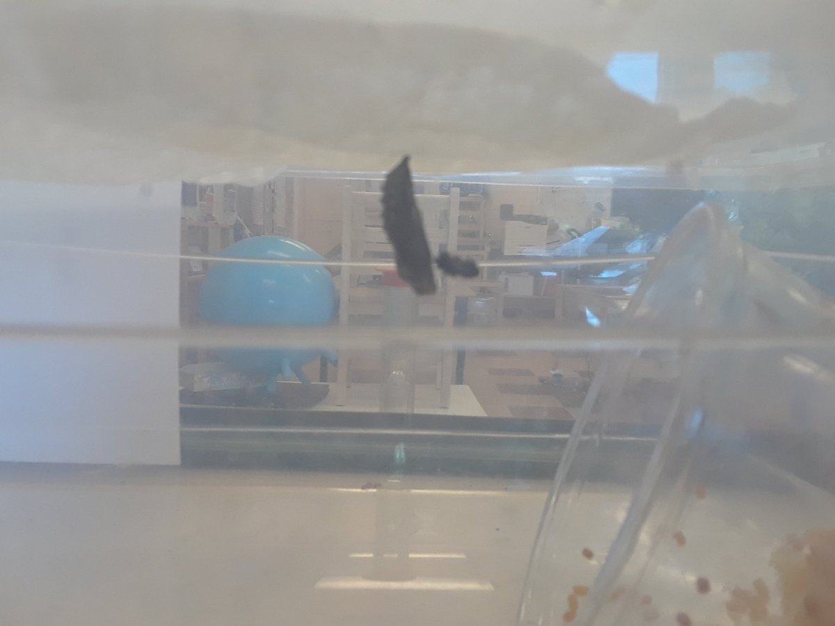 LohnesFreeman's tweet photo. We are super excited to investigate the new caterpillers in our class this week.  We were even trying to catch a butterfly outside...and  pretended we are caterpillers wrapped up snug in our cocoon.  What will we emerge as?  A butterfly or a moth?
#nspreprimary 
@champlain_elem https://t.co/zo7CMAMNGb