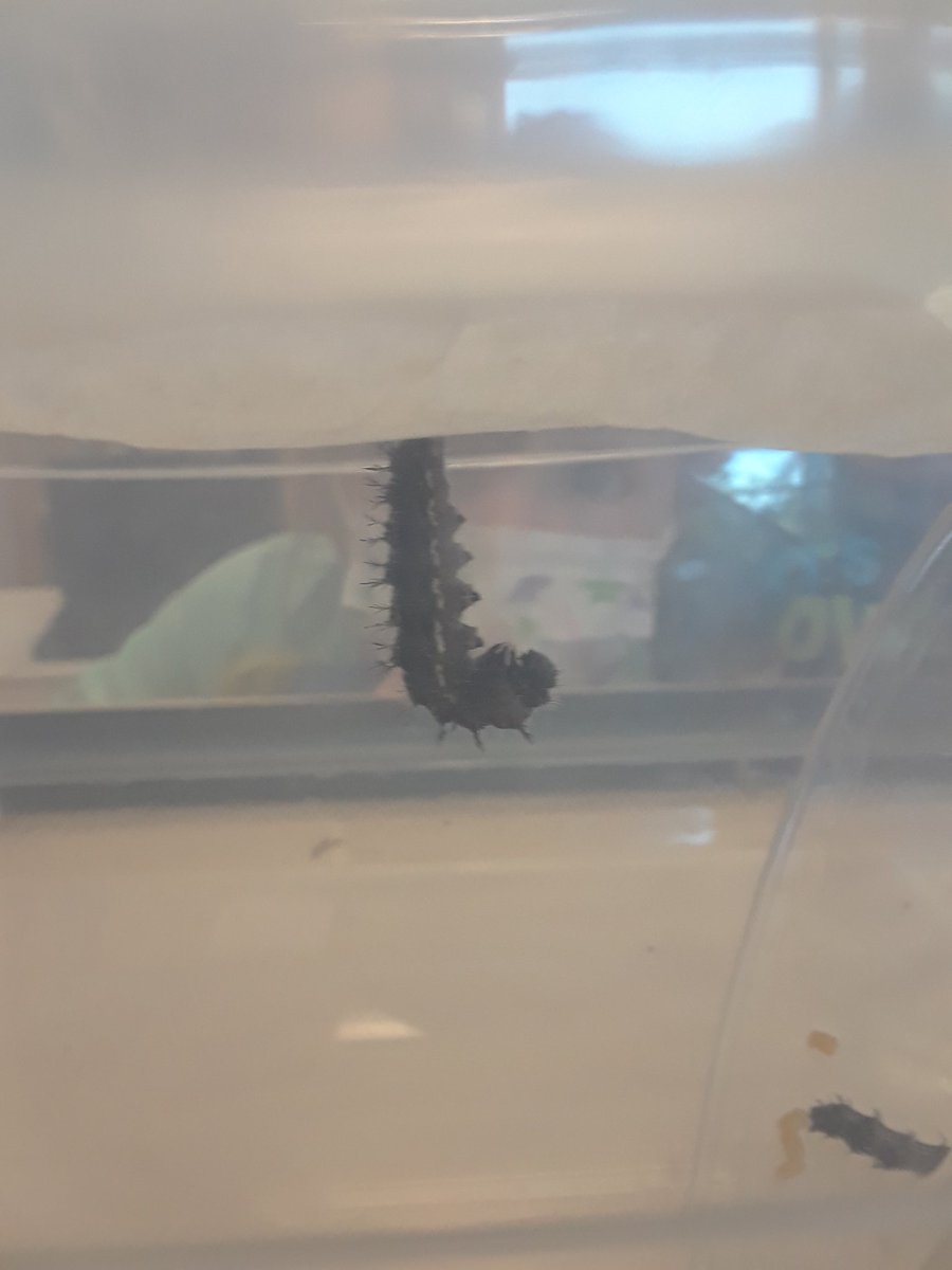 LohnesFreeman's tweet photo. We are super excited to investigate the new caterpillers in our class this week.  We were even trying to catch a butterfly outside...and  pretended we are caterpillers wrapped up snug in our cocoon.  What will we emerge as?  A butterfly or a moth?
#nspreprimary 
@champlain_elem https://t.co/zo7CMAMNGb