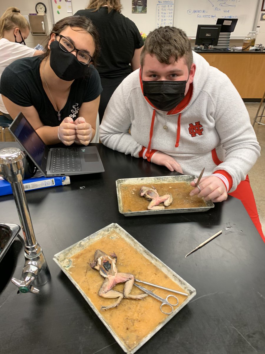 LeahAnnWilliams's tweet photo. One more fun, classic Biology lab today! Frog dissection and comparison to human anatomy! 🐸 (I will miss this! 😢) #BioTeachersRock #AlmostRetired https://t.co/V86l1RWWkR