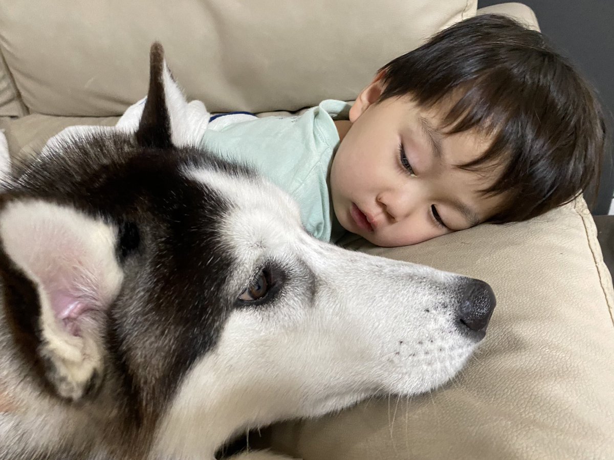 𝐒𝐈𝐋𝐕𝐀 𝐃𝐀𝐍𝐓𝐄 薄目でシルバがいるのを確認して 眠りにつく次男くん 小さい時から一番仲良しなコンビ シベリアンハスキー ハスキーと子供 大型犬と子供 Siberianhusky 𝐒𝐈𝐋𝐕𝐀 𝐃𝐀𝐍𝐓𝐄 薄目でシルバがいるのを確認して 眠りにつく次男くん 小さい時から一番仲良しなコンビ シベリアンハスキー ハスキーと子供 大型犬と子供 Siberianhusky