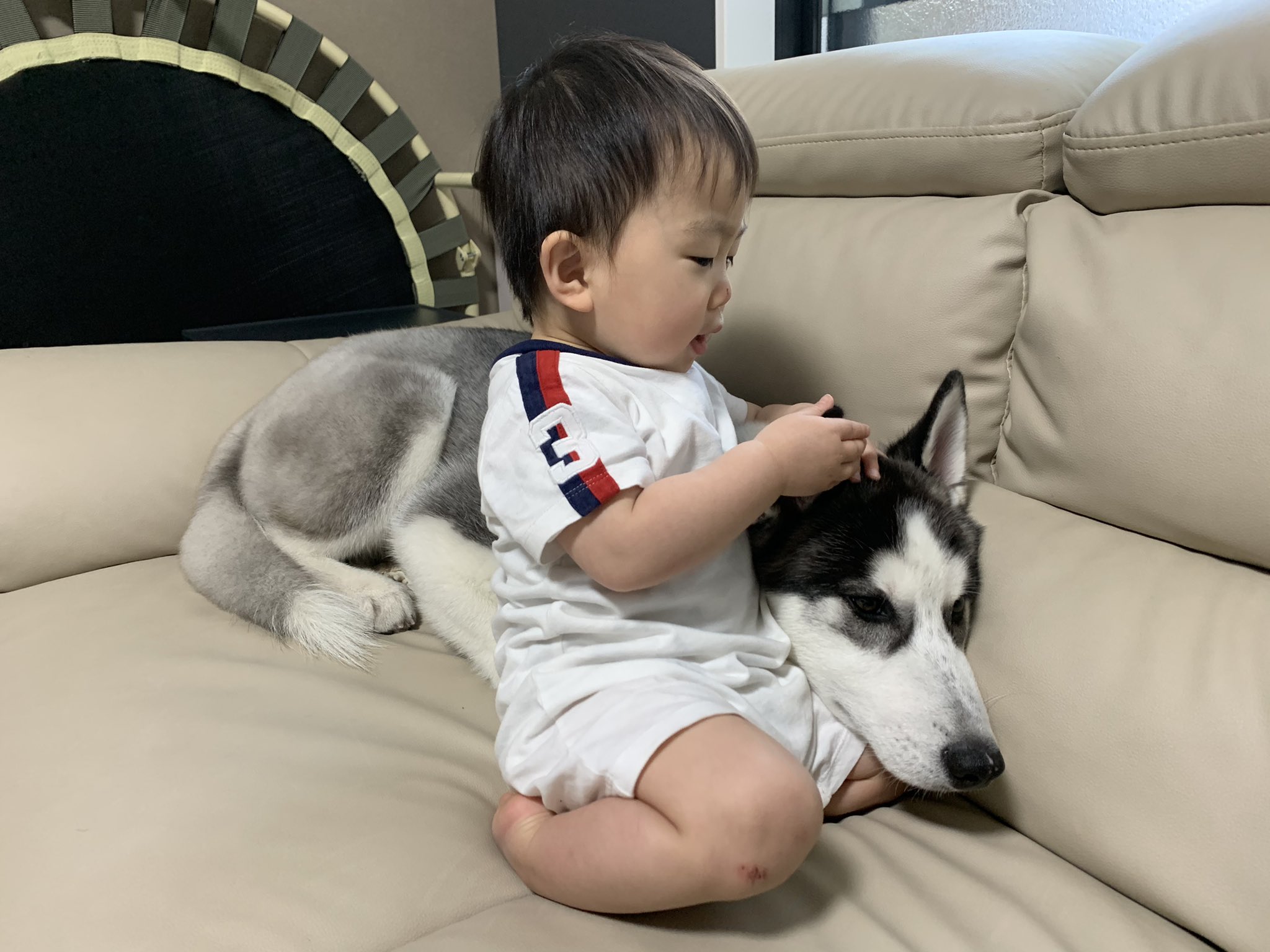 大型犬と子供 Twitter Search Twitter