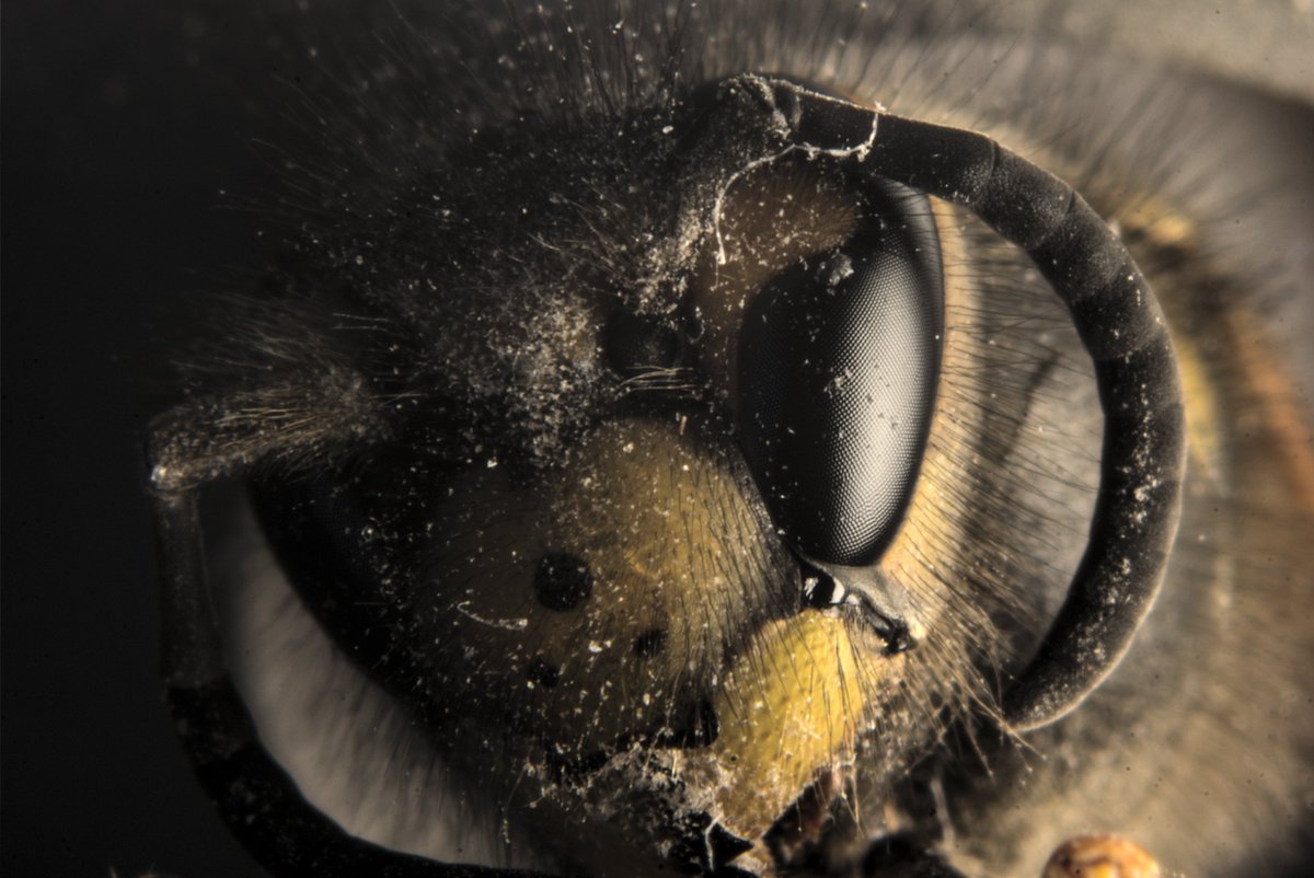 JakesNature's tweet photo. Have a #macro shot of a very dusty crusty windowsill #wasp. Jake and I spent a little time trying to #photograph so we could get the #eye detail. He did a great job putting the wasp in the hole of an old metal ruler so it didn't move😆
#macrophotography #naturelovers https://t.co/DSwkLdCIKd