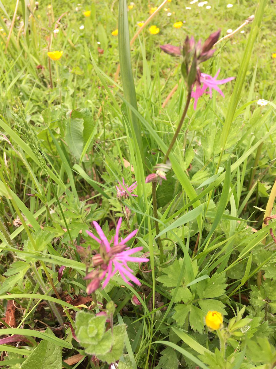 Lady’s Smock and Ragged Robin growing happily in the #community #garden