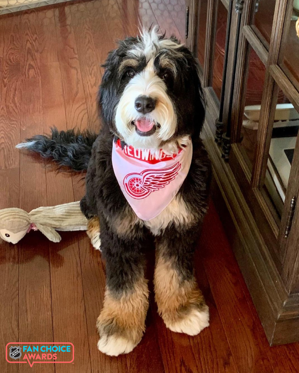 DetroitRedWings's tweet image. Best dressed? ✔️
Best dog? ✔️

Vote  for @Dylanlarkin39 (&amp;amp; Ellie🐾) in the 2021 #NHLFanChoice Awards!

🗳️→ NHL.com/FanChoiceAwards