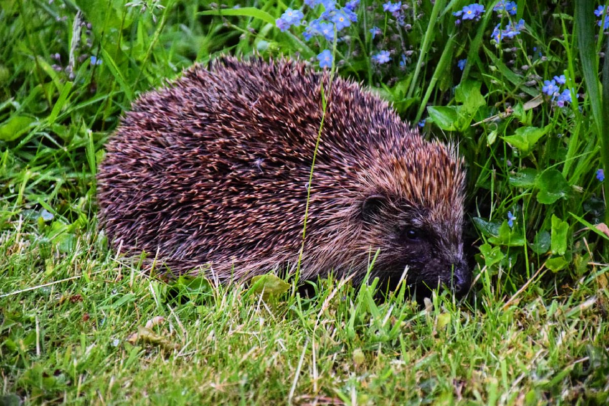 Our resident #hedgehog foraging at 9pm last night <a href="/BBCSpringwatch/">BBC Springwatch</a> #naturelovers