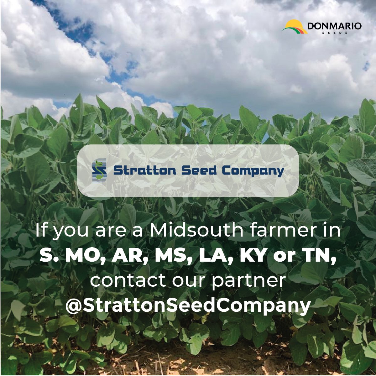 donmarioseeds's tweet photo. DONMARIO is proud to have exclusive partners throughout the U.S. where we offer some of the highest yielding soybean genetics and trait options! #SeriousAboutSoybeans #SeriousAboutYourSuccess #highyield #traitoptions https://t.co/O02UXOZi07