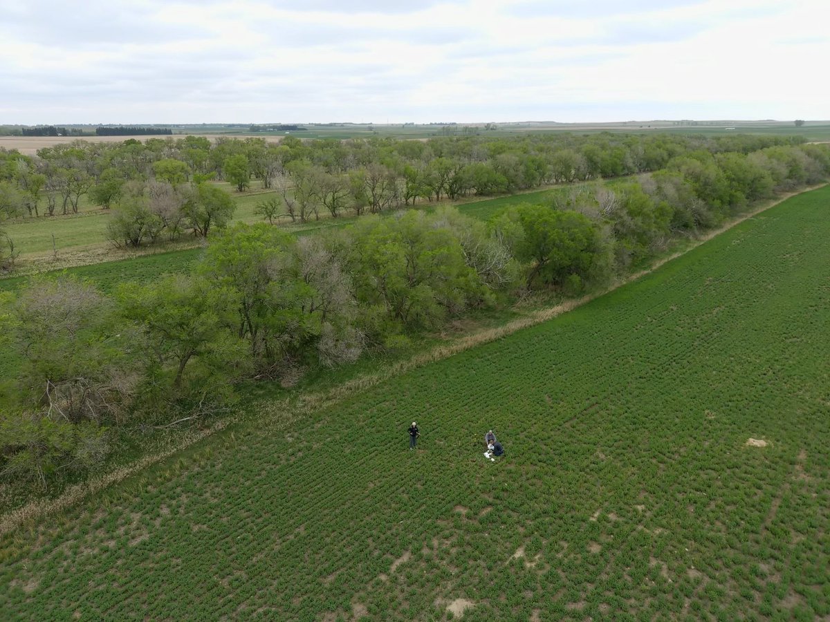 Marisol Berti, Sam Bibby &amp; Barney Geddes collected #alfalfa roots in ND &amp; SD. Berti is identifying arbuscular mycorrhizal fungi populations in ND alfalfa &amp; Geddes seeks nitrogen fixing #rhizobia in soil to improve alfalfa health. #NDSUtrue #researchuniversity <a href="/NDSU/">North Dakota State University</a> @NDSUcafsnr
