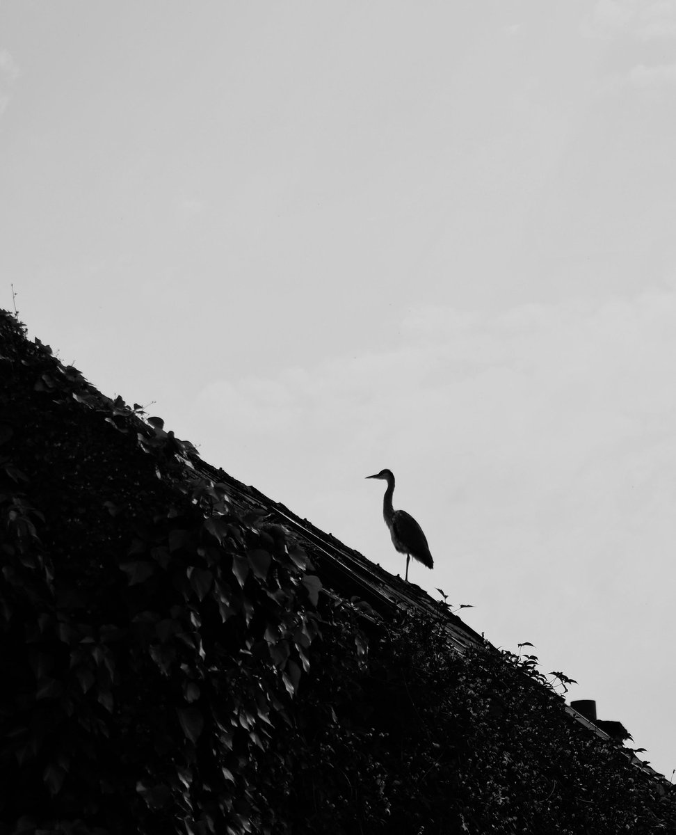 CWarfieldPhoto's tweet photo. @muhammadljunaid Some #wildlifephotography captured earlier this week.
Grey herring resting on a neighbour's rooftop // Ireland //  2021 https://t.co/HYdPbm4848