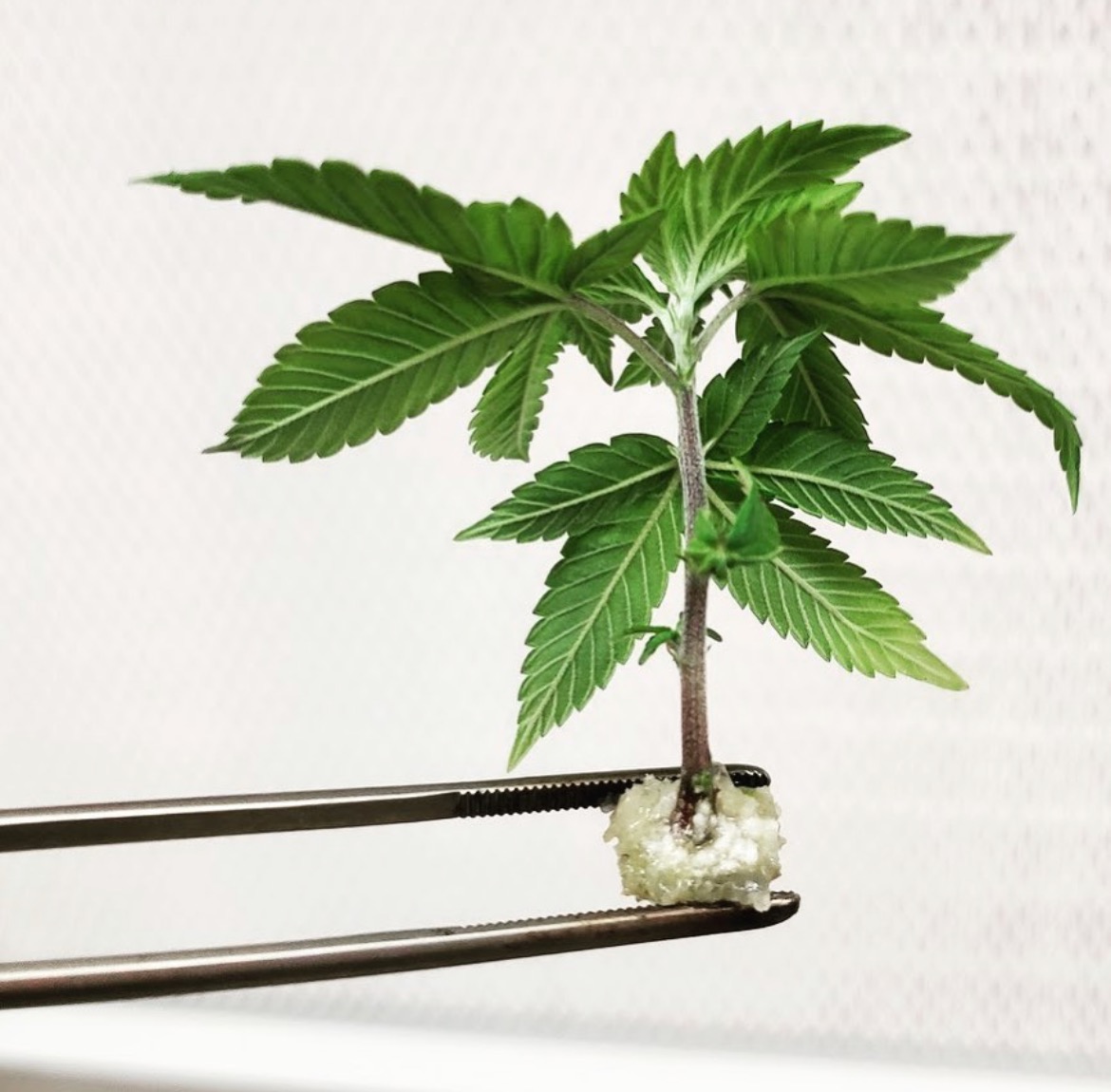 PhinestC's tweet image. Genetics are the foundation to success for every farmer! #tissuculture #phinestphenos #whenonlythephinestwilldo