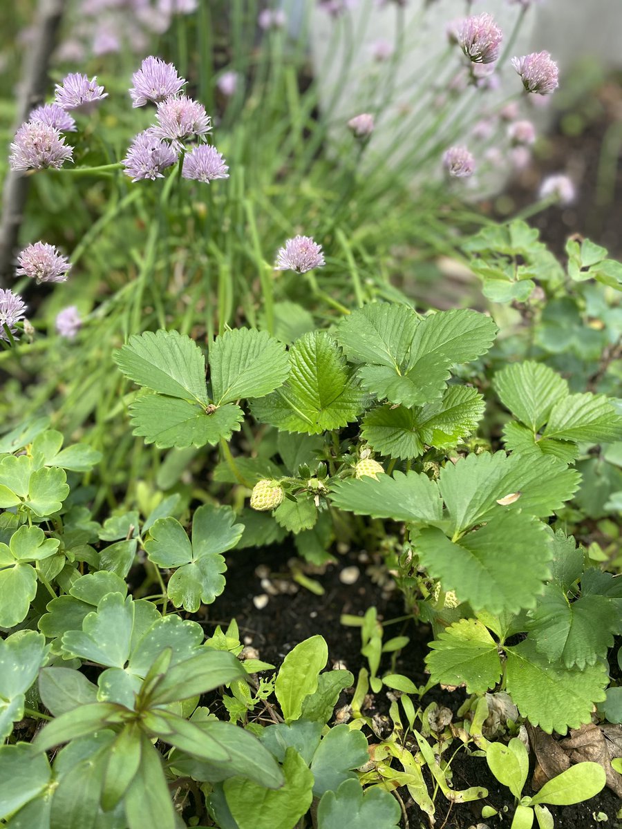 biltonlaneway's tweet photo. Columbines, geranium, anemone, chives, strawberries, snapdragons, calendula, and laden #raspberrycane, lots of action in the #slowlane secret oasis tucked in behind #foresthillvillage https://t.co/HBTcDkXeNP