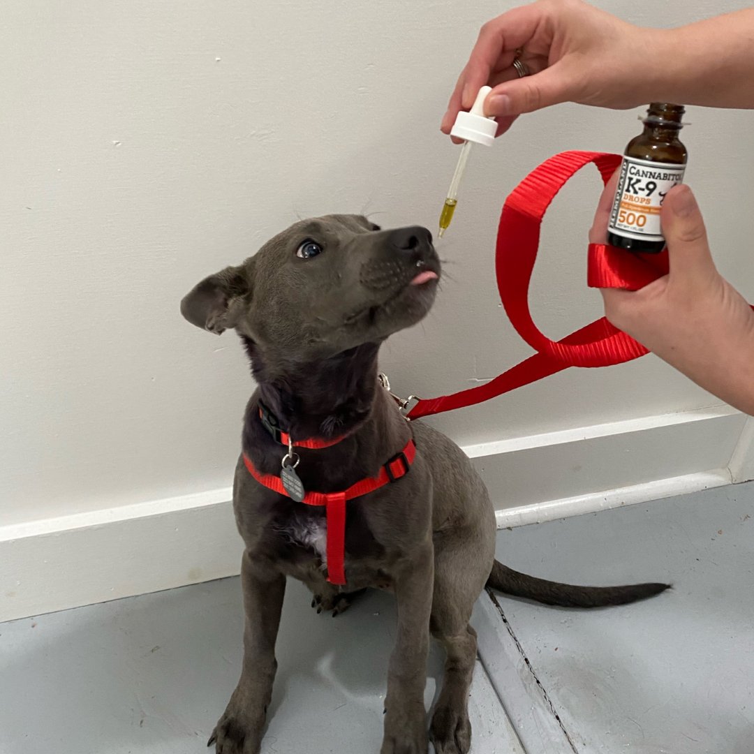 HempLandUSA's tweet photo. DID YOU KNOW? HempLand USA has partnered with @thelabellefoundation to support their rescued pups with K9 CBD? CBD helps your furry friend in many ways and we're blessed to partner with such an impactful organization 🙏🏼 https://t.co/qIQqpBo16H
