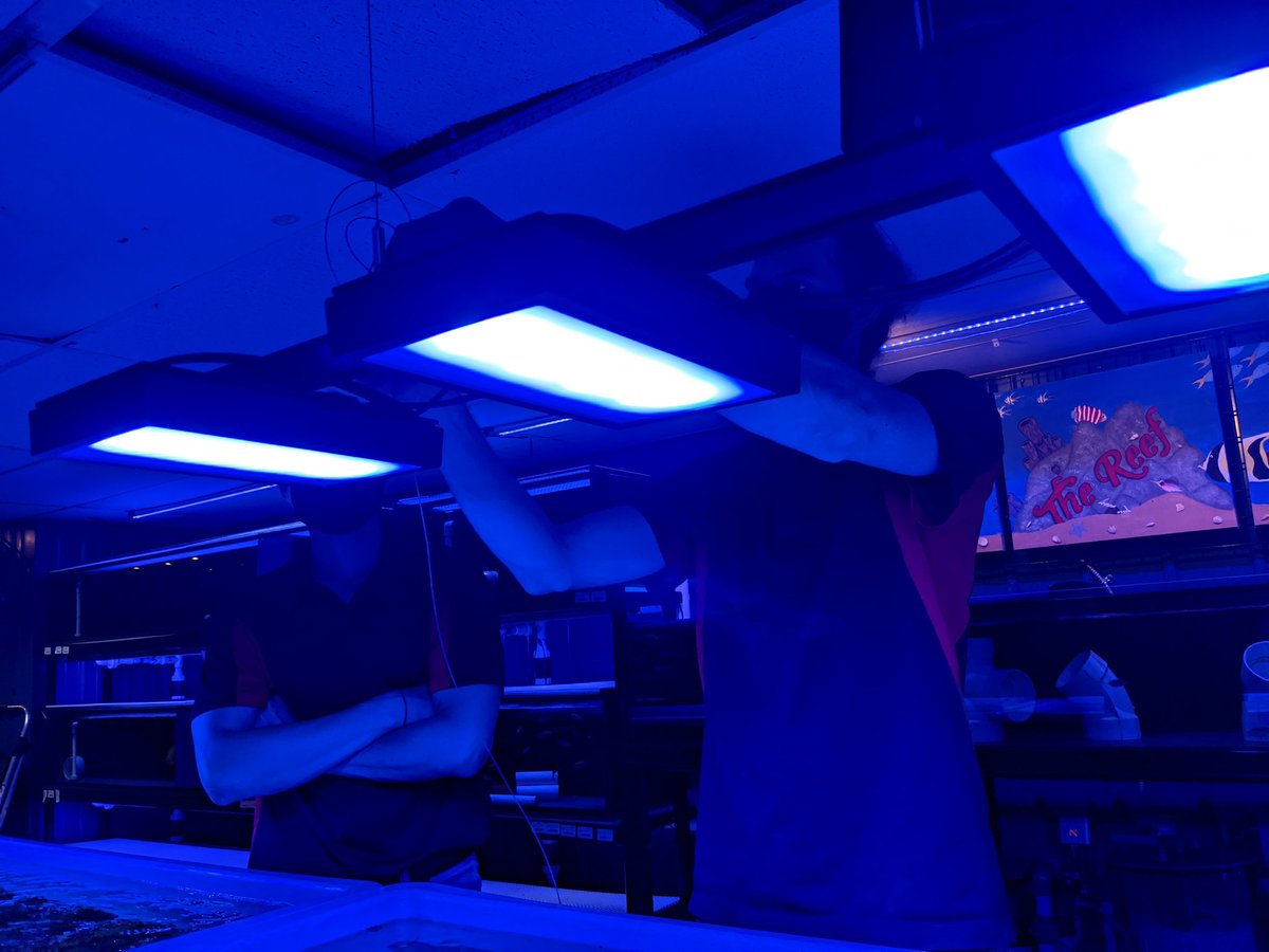 thereefINDY's tweet photo. MOAR UPGRADES!
💡💡💡💡💡💡💡
Did we NEEEED 18 @EcoTechMarine
Radion XR30 Blues over the coral troughs?
Yes. Yes we did.
#aquariumhobby #aquariumfish #localfishstore #shoplocalindy #thereefindy #indianapolis #indiana #indy #visitindy #reeflighting #ecotech https://t.co/DO7vC7jxAe