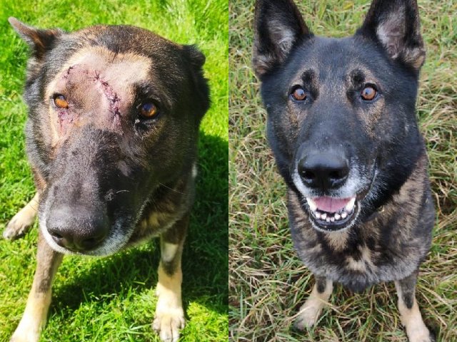 Protect_Wldlife's tweet photo. Let's get a Commendation for Bravery awarded to #PDKaiser of the @MetPoliceUK.
Commendation For Kaiser Please sign the petition at https://t.co/jLgnAqepHC via @UKChange https://t.co/XwoIDy2huI