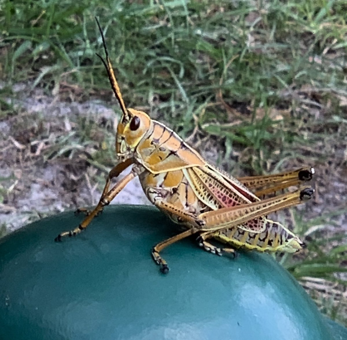 Eastern Lubber #grasshopper on my walk. Lubbers can damage citrus, landscape plants and vegetable gardens. “Lubber” means clumsy or lazy which describe its movements.  #insect #NaturePhotography #TwitterNatureCommunity #NaturePhotography