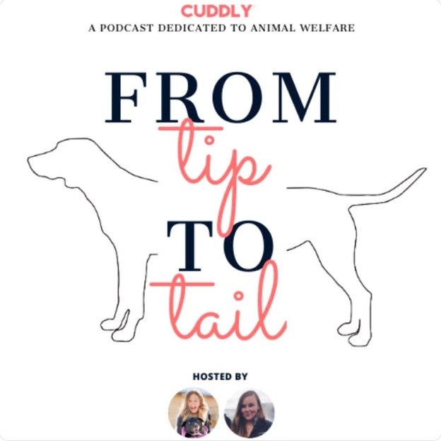 Thank you to @welovecuddly for having me on the #FromTipToTail podcast! We talked about everything @MuttScouts, caring for dogs with special needs, and, of course, puppies! Listen to it here linktree.com/victorialilysh… 🦮🎧