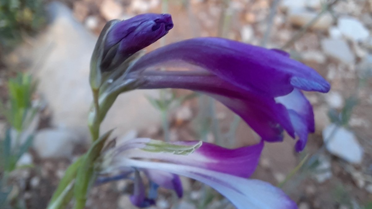 Nemrut dağı güzellerinden Gladiolus humilis (Bodur kılıçotu)