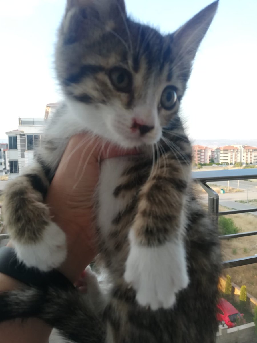 Denizli içi sahibinden dosta gider 1.5 aylık kedi. Siyahın iç dış paraziti yapıldı. Diğer elemanın sağ far biraz arızalı ama ilaçlıyorum ben. İlgilenen arkadaş dm. Şimdiden hayırlı olsun.