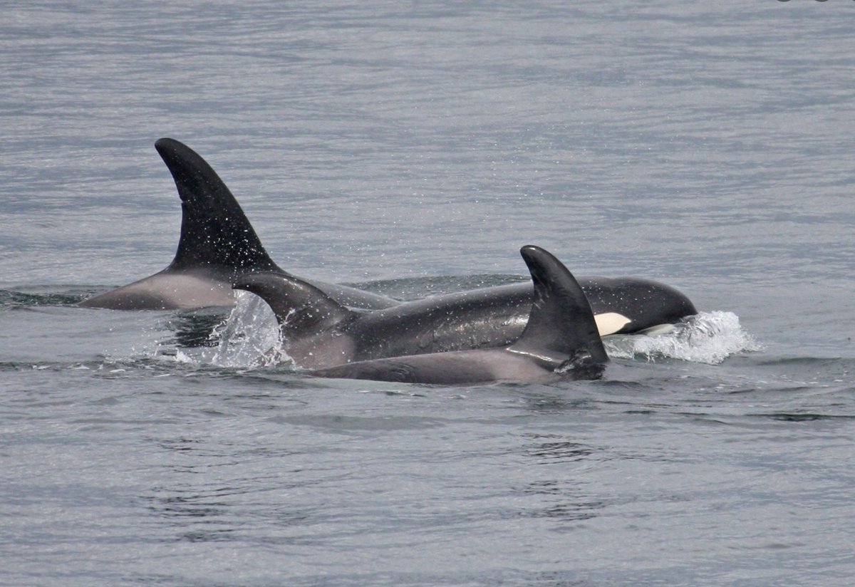 psxpress's tweet image. We've had some amazing sightings this past weekend! A harbor porpoise hunt and the motherlode of Biggs (transient) orcas. Ready for a trip on Puget Sound with our family? Departing daily from Edmonds and Port Townsend: pugetsoundexpress.com

📸Naturalist | Justine Buckmaster