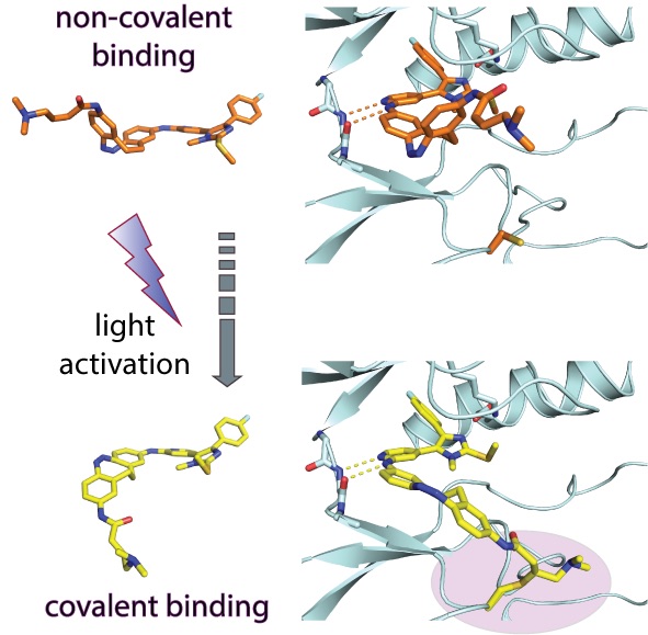DirkTrauner's tweet image. Check out our new paper on arming a cysteine-reactive electrophile with light. Thanks to a collaboration with Stefan Laufer and Stefan Knapp. 
onlinelibrary.wiley.com/doi/10.1002/an…

@goetheuni
 
@uni_tue
 
@nyuchemistry
 
@photopharma_lit