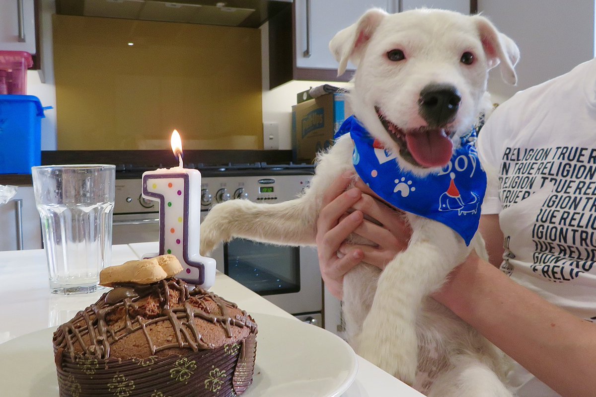 My best pal, Sidney, turned one today! Such a good boy 🐶🎂❤️