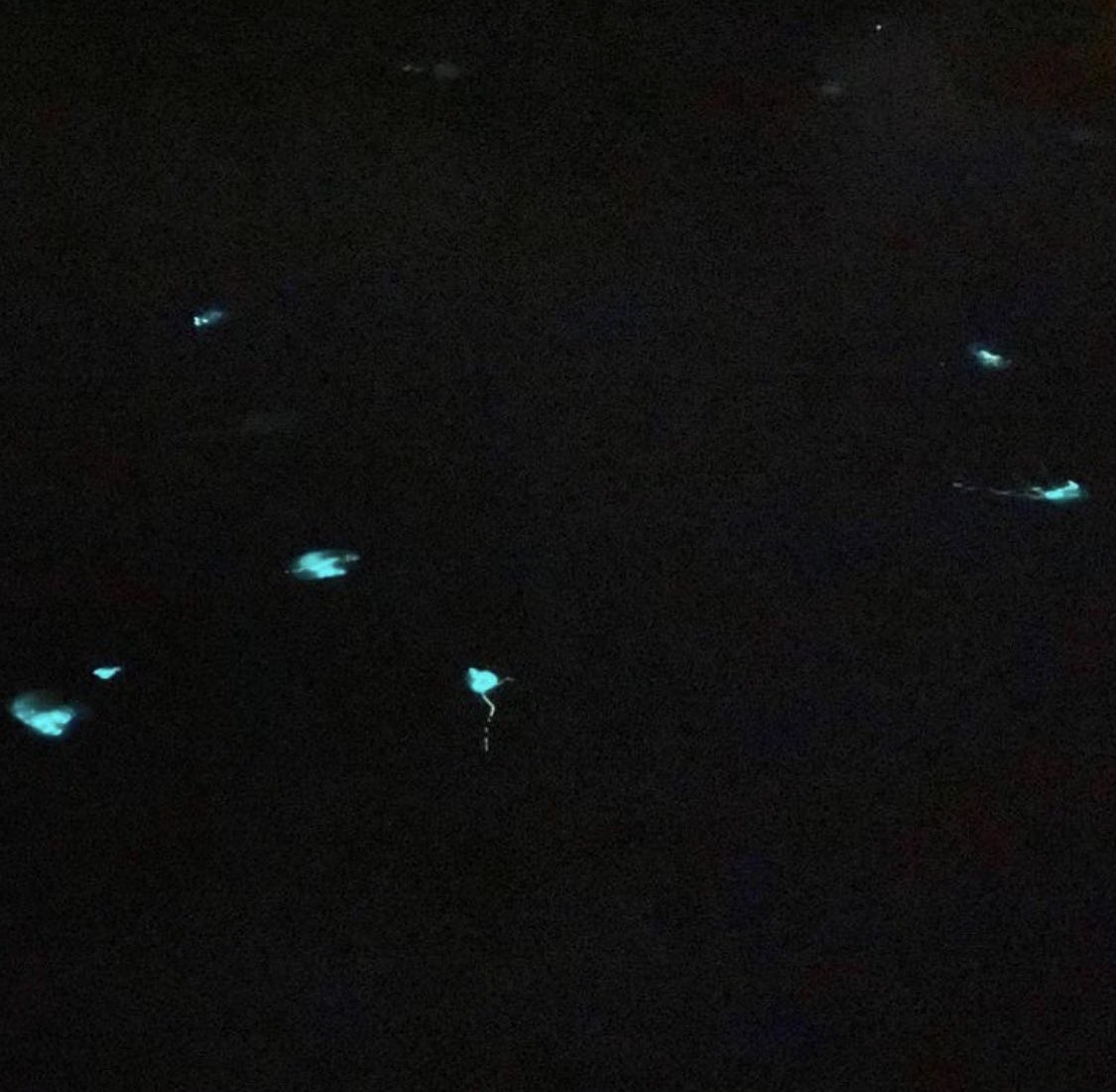 It’s glow time!! 
Bioluminescence tours are running: May 26-June 14