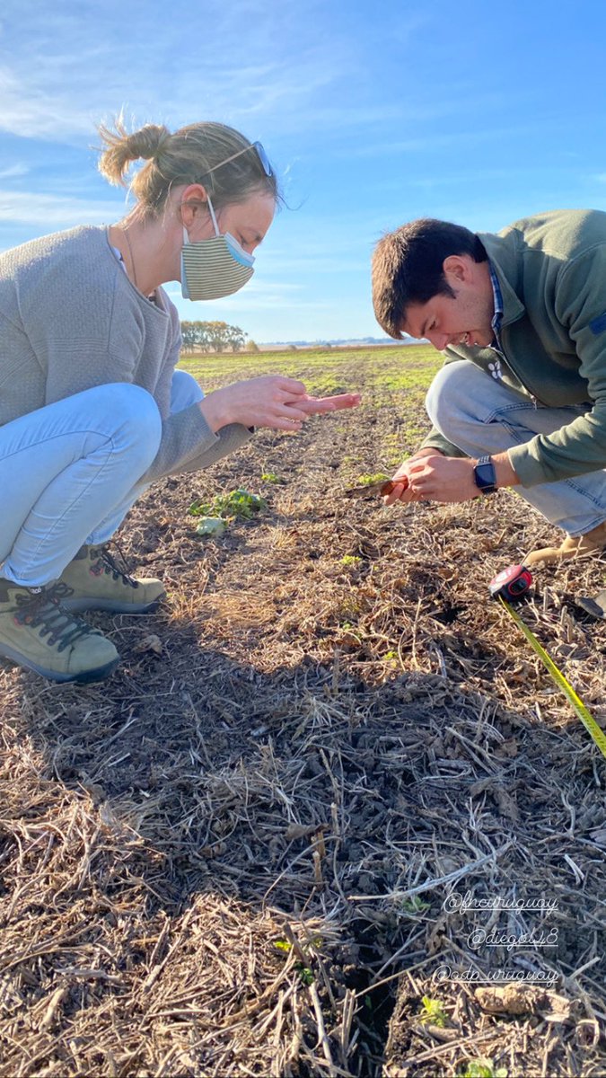 Sofia_Guigou's tweet photo. En plena siembra de cebada maltera para @fncuruguay 
Crece el área de cebada, crece la producción de invierno en Uruguay. 

@DiegoG48 @adp_uruguay https://t.co/HR9Y0MlUB1