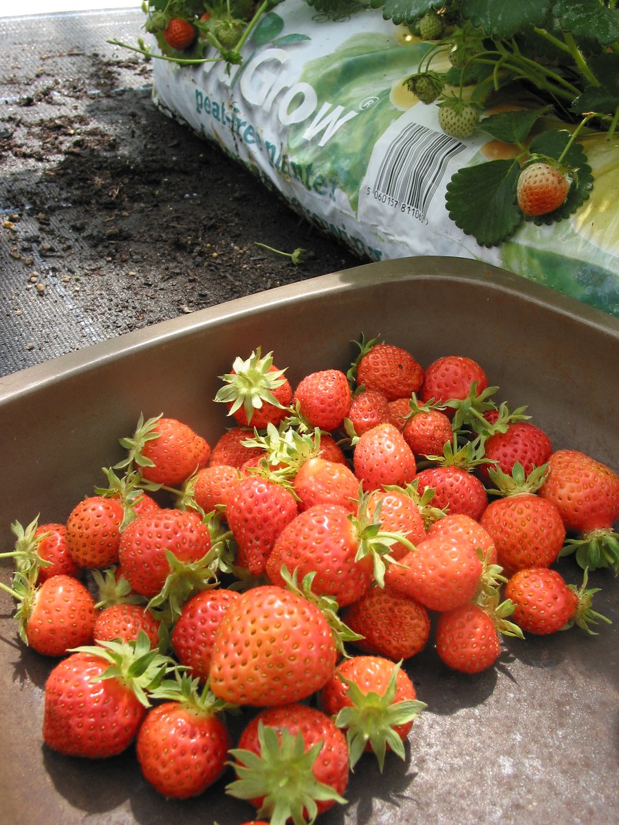 Fabulous harvest today from a single #SylvaGrow Planter for Organic Growing planted with #strawberry 'Cambridge Favourite' 3 years ago!