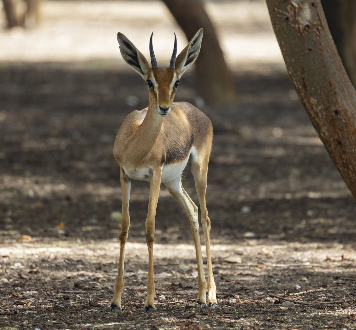 MatthewStarling's tweet photo. Amazing few days on Sir Bani Yas Island at the Al Sahel Savannah resort  trying out the new Canon R series @sirbaniyasae #alsahel #anantara #canonR5 #canon  @CanonMEA  @canon_photos_ https://t.co/gLEVHyqb3L