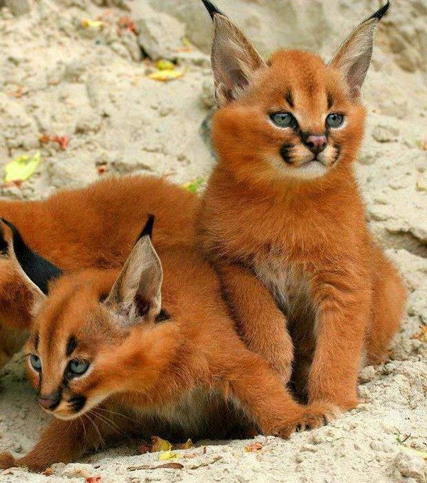 claude_rivier's tweet photo. @VauthiersGuylai @BonfantiLuce @Aoi_Neko78 @20320Vero @LRefuges @BouletFrbt @zazafox01 @22dede22 Bonsoir merci pareillement 😀😉 https://t.co/3yKW79cF8R