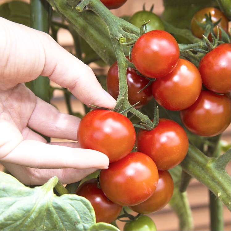 公式 タキイ種苗株式会社 タネのタキイ 家庭菜園のキホン 家庭菜園を始めてみたけれど 管理の仕方がわからない お困りの方は タキイ種苗のhp を ご覧ください 栽培のキホンが掲載されています プランター T Co Yh7tihwnjq 畑