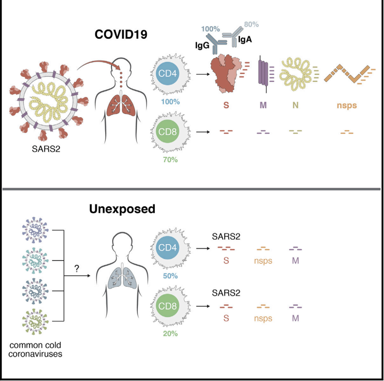 HitchcocksBlond's tweet photo. @birb_k We have more T cell #immunity⚕️ to #SARSCoV2🦠 than we think!🧐
A Cell article showed the Presence of #SCV2🦠Reactive #CD4+💙 T cells in up to 60% of #unexposed⚕️ individuals💡Cross-reactive #Tcells
70% of #COVID19🏥Patients had Reactive #SCV2🦠 both #CD8+💚 & #CD4+💙 #Tcells⚠️ https://t.co/k8xAN5HQQv