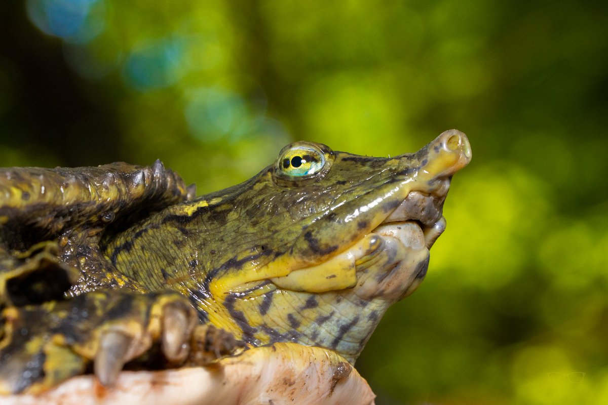 Nicholas McCarney (He/him) tweet media