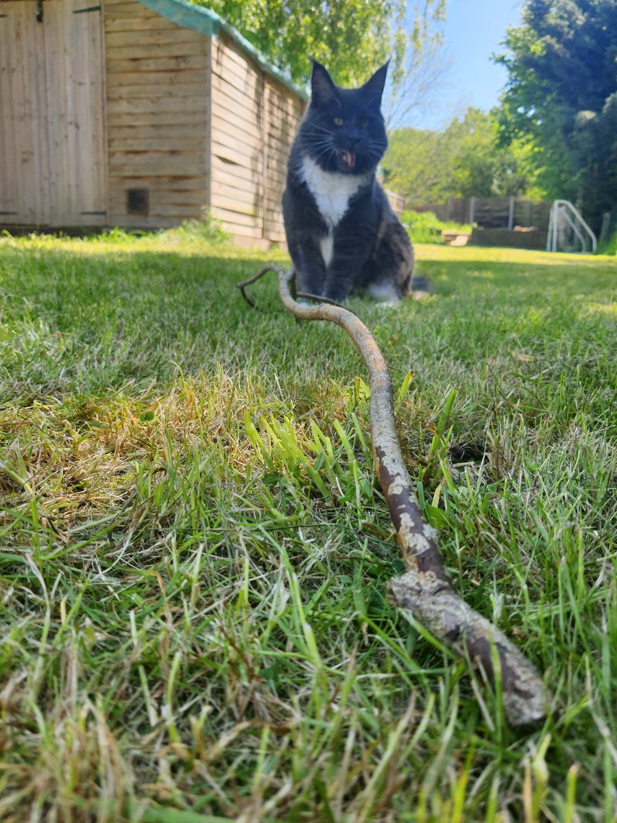 CoonKittys's tweet photo. Cat 🐈 or Dog 🐕 🤔
#tunatuesday https://t.co/pIud6Sezuk